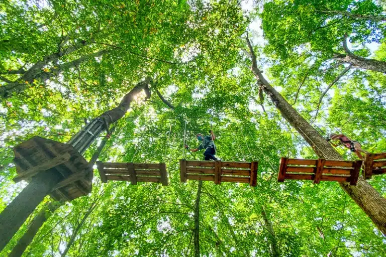 Tree Top Walk Raleigh Go Ape Treetop Adventure & Treetop Journey: Fun For All The Family ...
