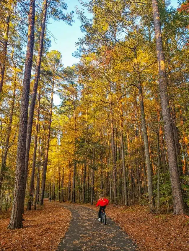 Tree Top Walk Raleigh 25 Best Raleigh Trails For Hiking, Biking, Or A Stroll