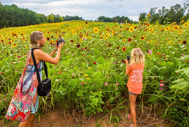North Carolina Museum of Art Sunflower Field
