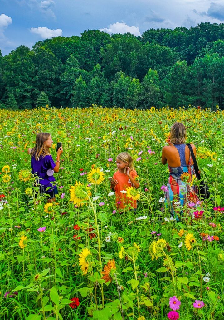 women and children taking photos in the middle of the North Carolina Museum of Art Sunflower Field