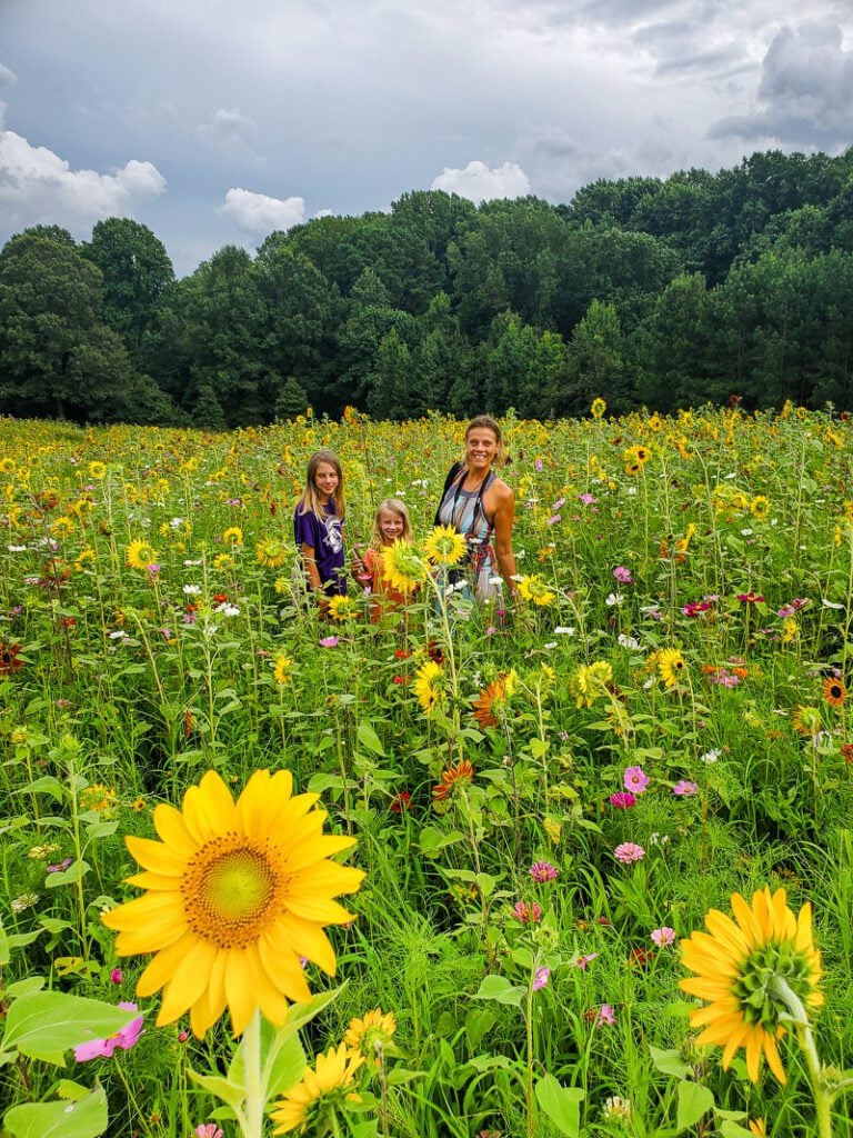 North Carolina Museum of Art Sunflower Field