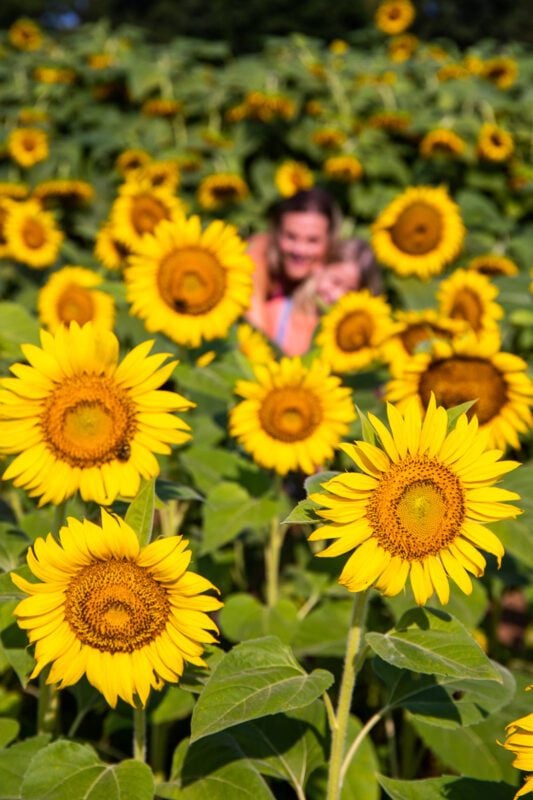 Dorothea Dix Park sunflowers, Raleigh, NC