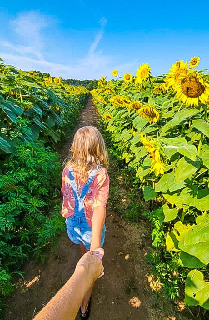 Dorothea Dix Park sunflowers, Raleigh, NC