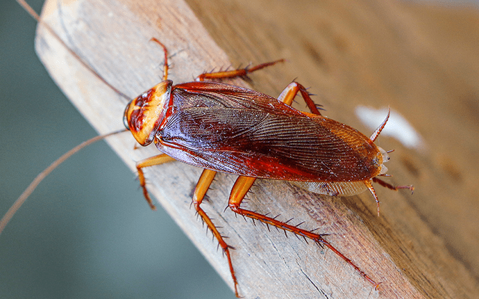 close up of a cock roach