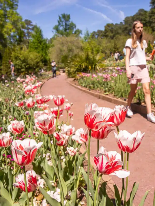 cropped-duke-gardens-durham-5.jpg