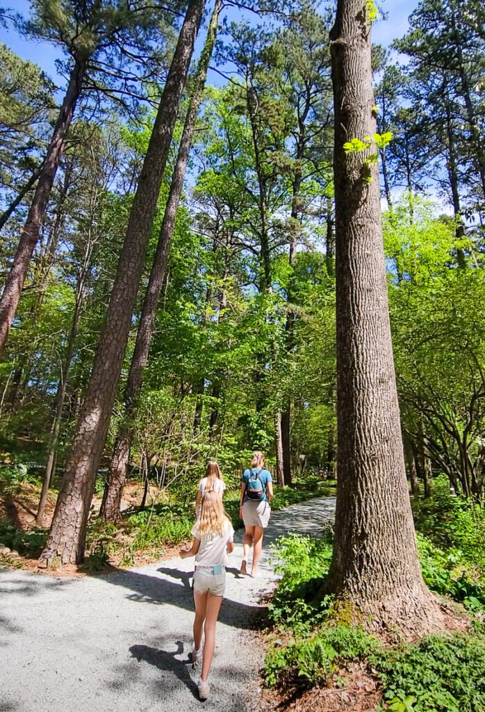 People walking on a trail surrounded by trees
