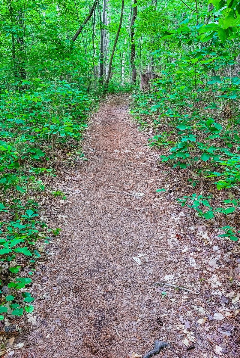 Loblolly Trail, Umstead State Park