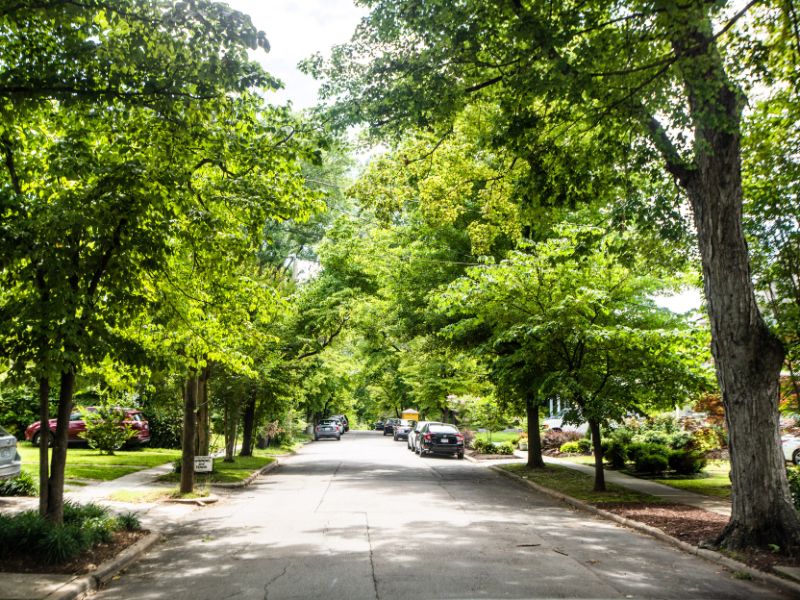 tree lined streets of Mordecai, Raleigh