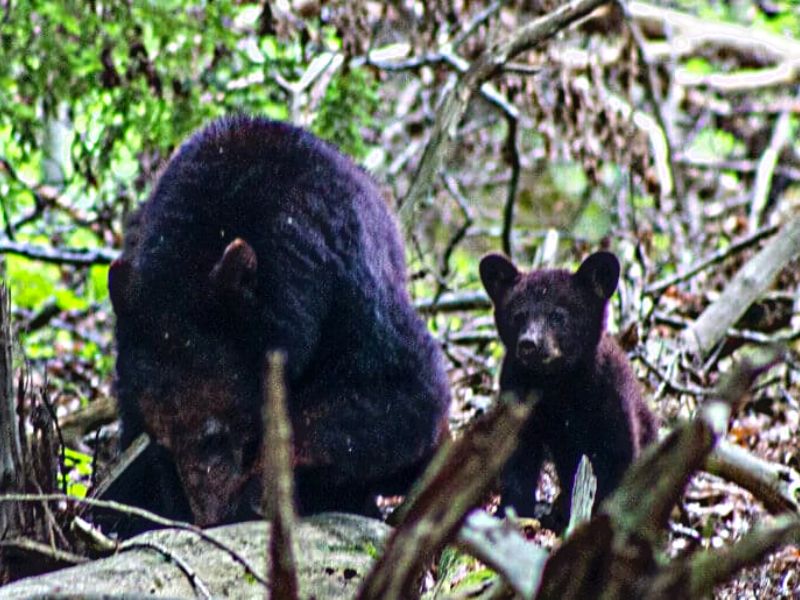 Momma and bear cub in the Smoky Mountains