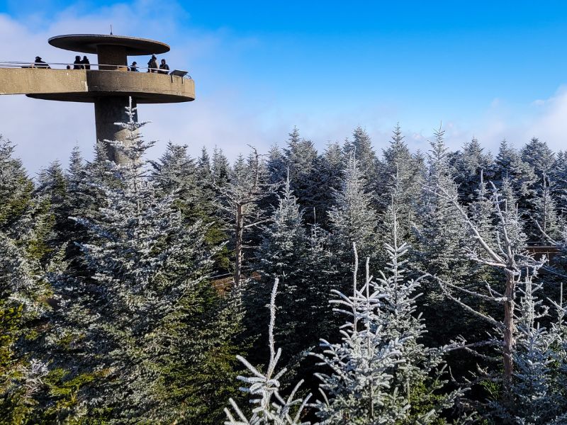 People at the top of a tower overlooking snow tipped trees in the forest