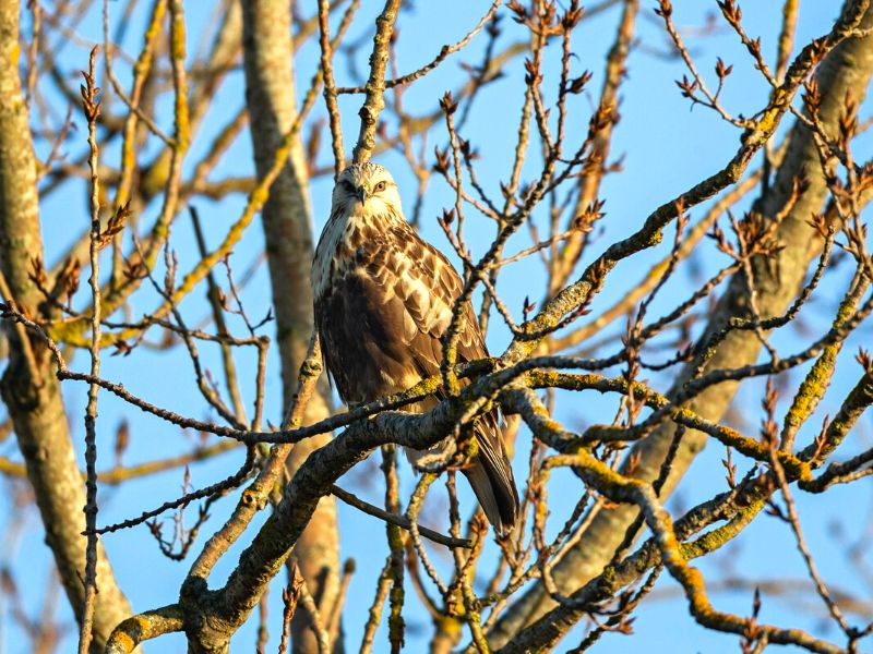 Rough legged hawk in a tree in the Outer Banks