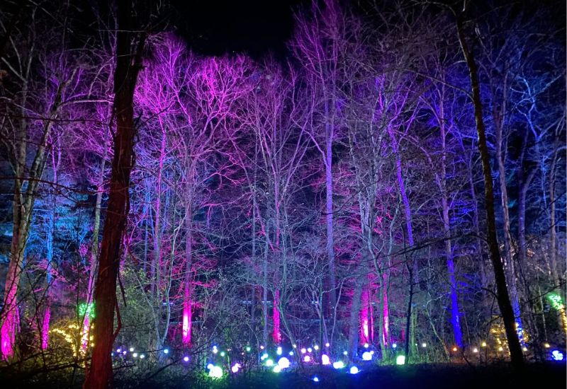 Winter Lights at the NC Arboretum Asheville