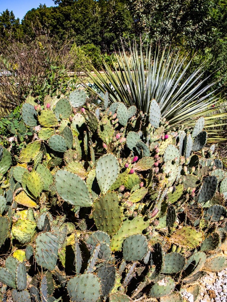 Cactus plant in a garden
