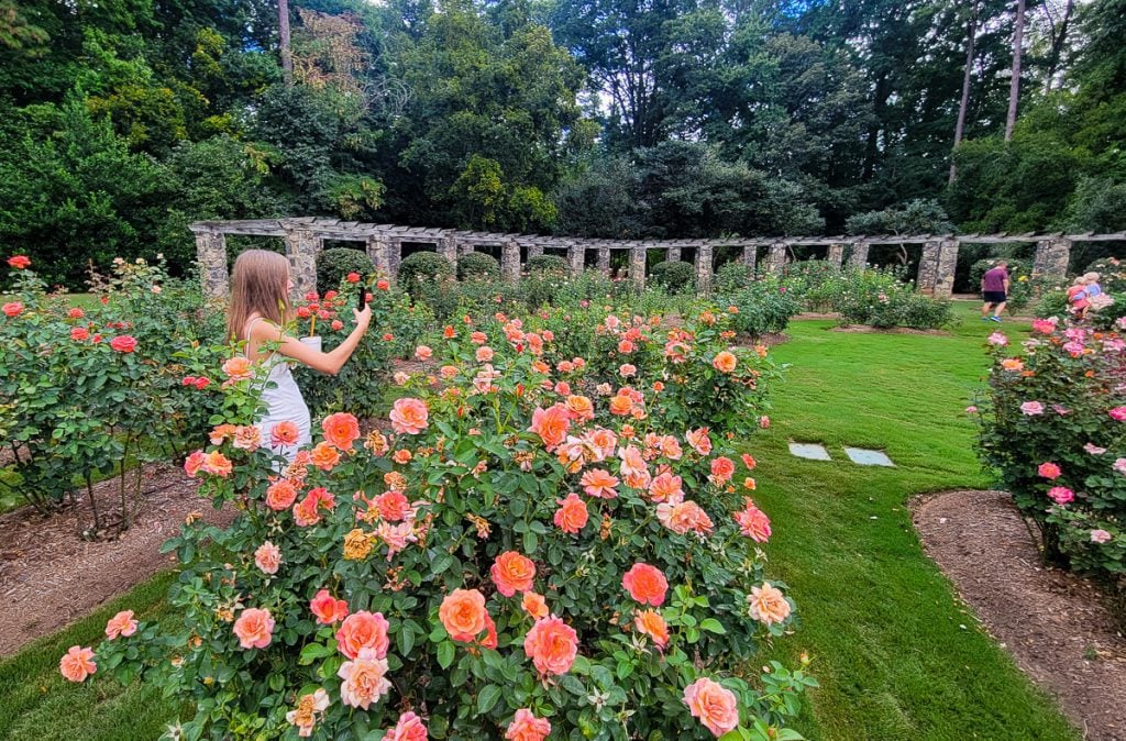 Girl standing in a rose garden taking photos