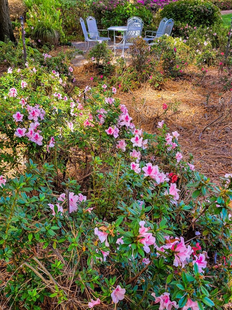 Azalea flowers in a garden
