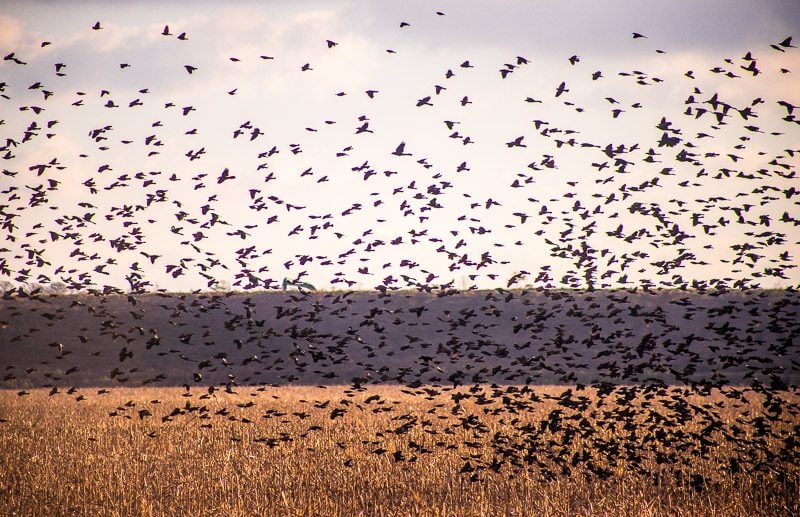 flocks of birds flying above the ground