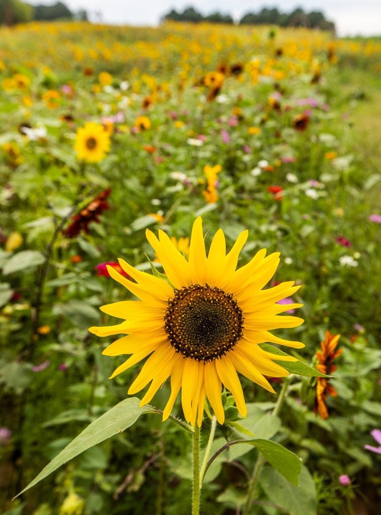 Sunflowers in a sunflower field