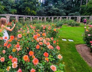 Girl taking photos or roses in a garden
