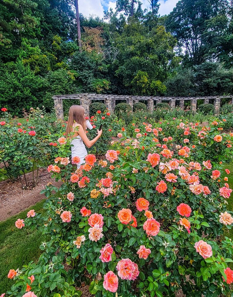 Girl taking photos of roses in a garden