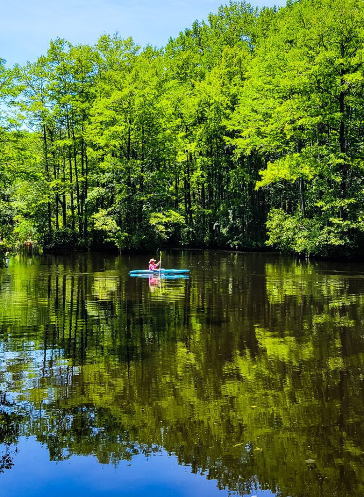 Kayaker paddling on a cyrpess swamp
