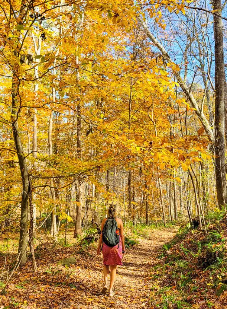 Tree Top Walk Raleigh Where To See Fall Colors In Raleigh & The Triangle Region | This Is Raleigh