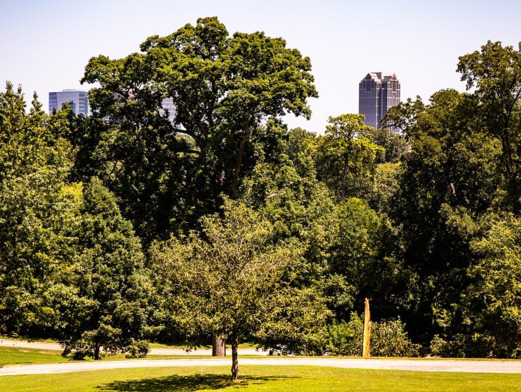 View of trees and city skyline