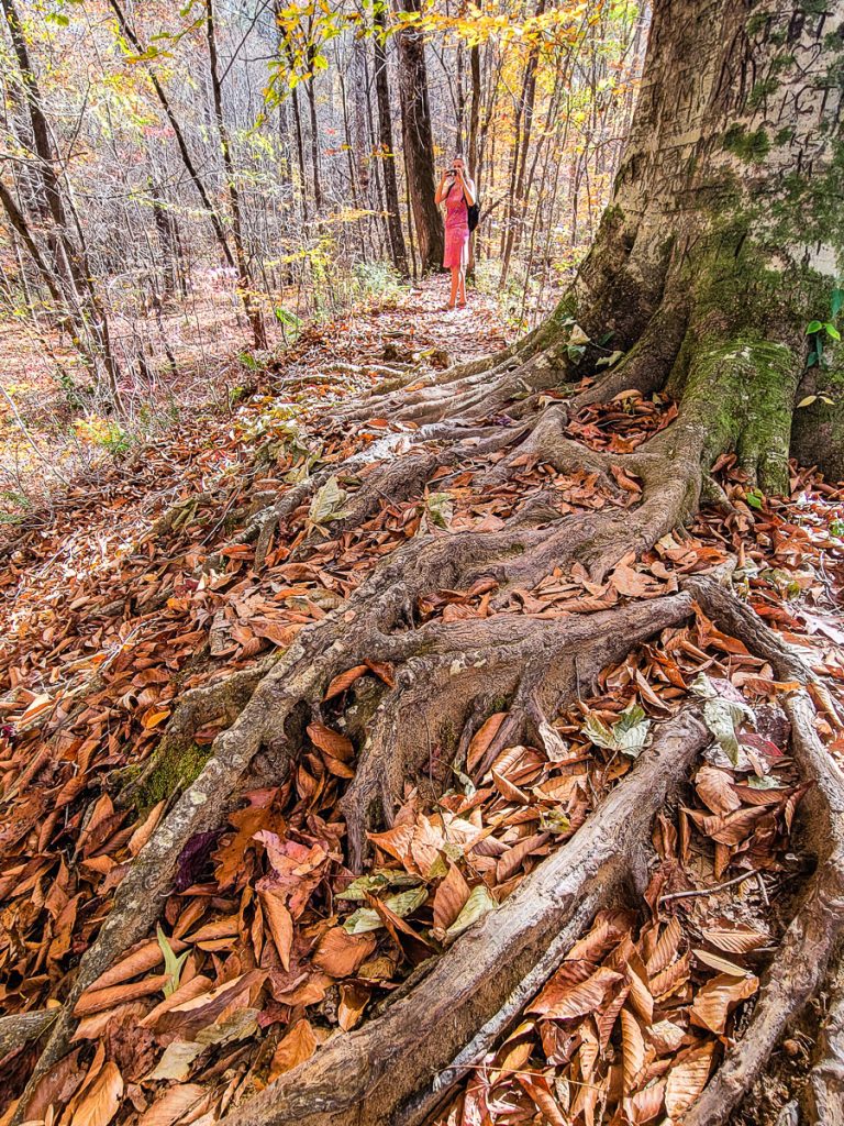 Tree roots surrounded by leaves on a nature trail
