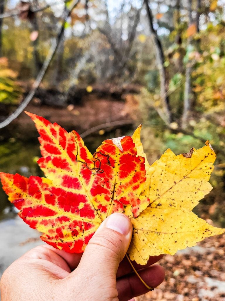 Hand holding up a colorful leaf
