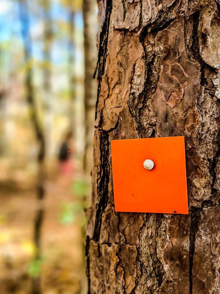 Tree with an orange marker for hikers