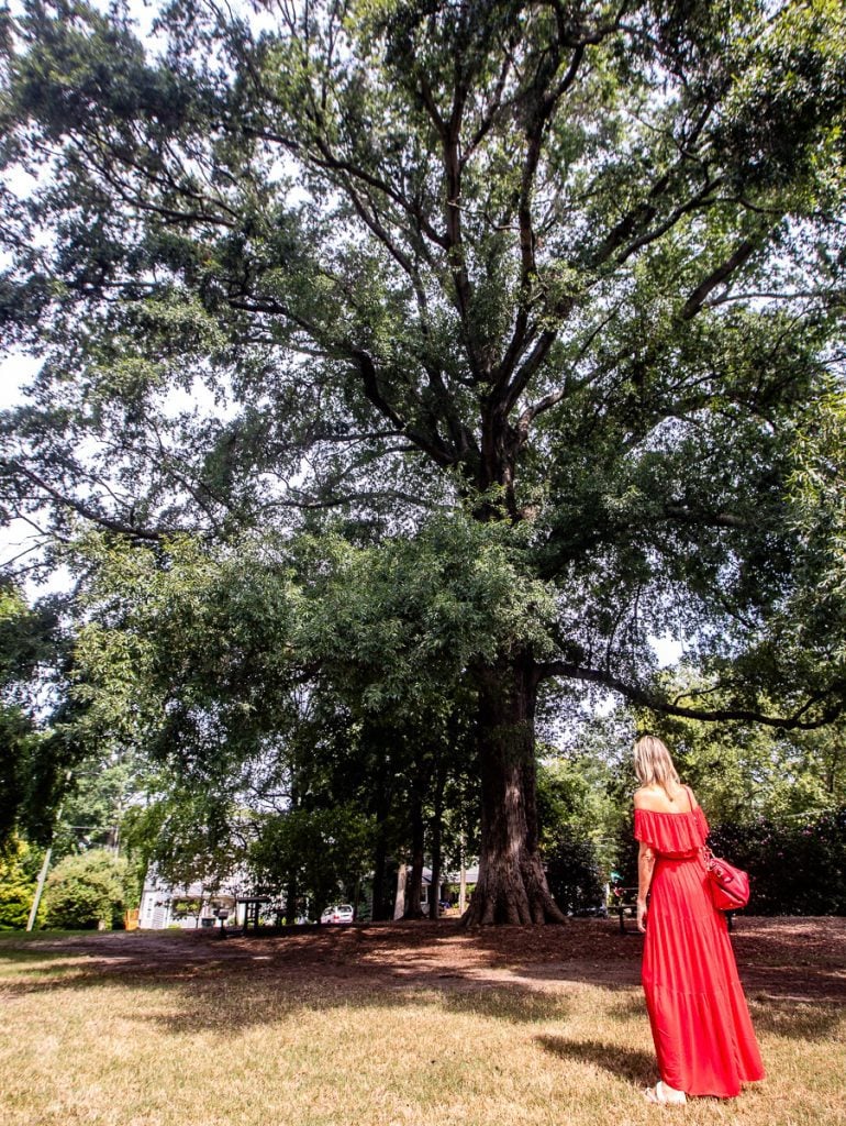 Lady in red dress looking at a large oak tree