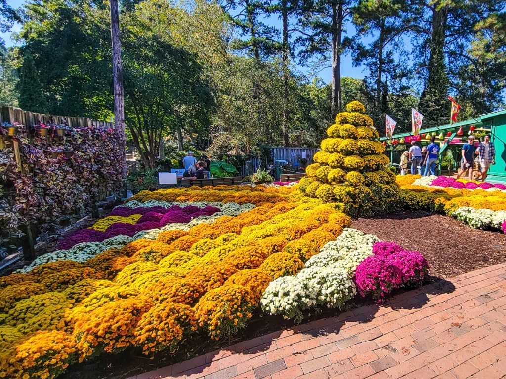 Garden of colorful flowers