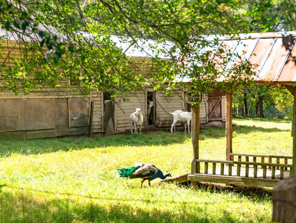 goats and peacock on farm