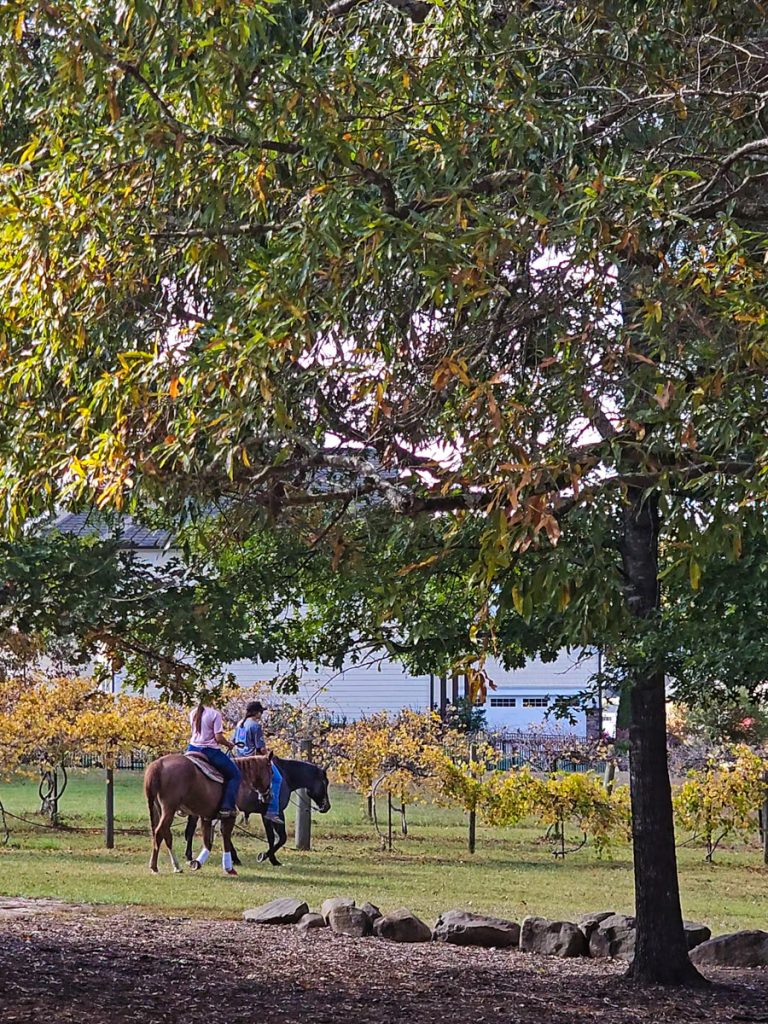 horses riding through vineyard