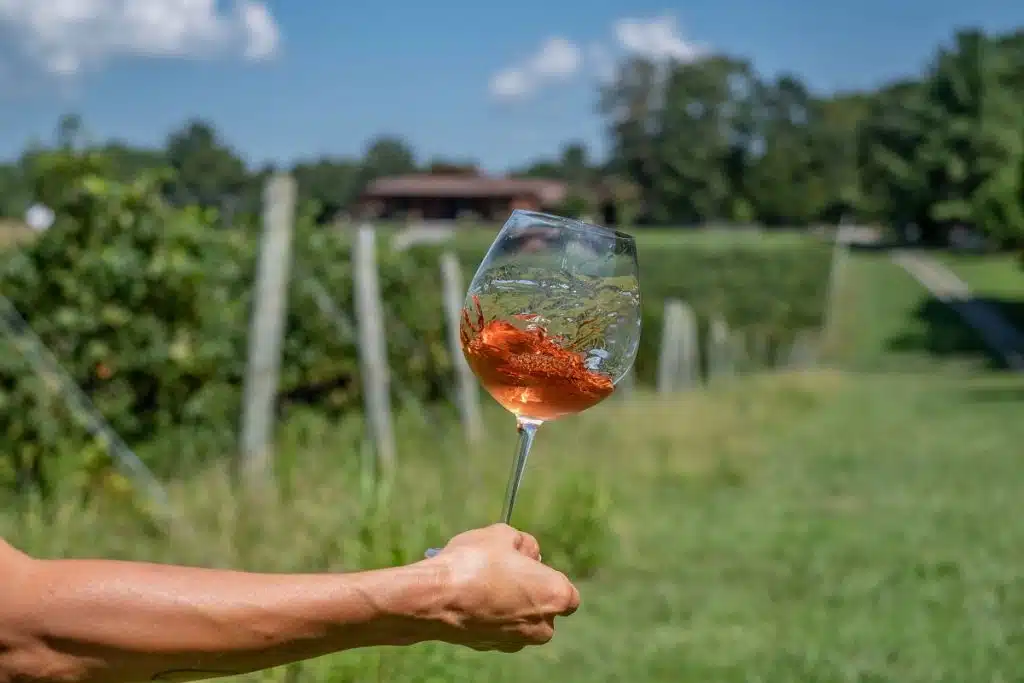 hand holding glass with red wine in vineyards