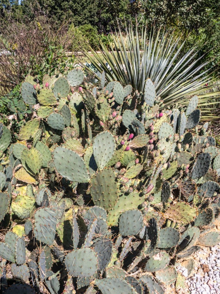 cactus i garden