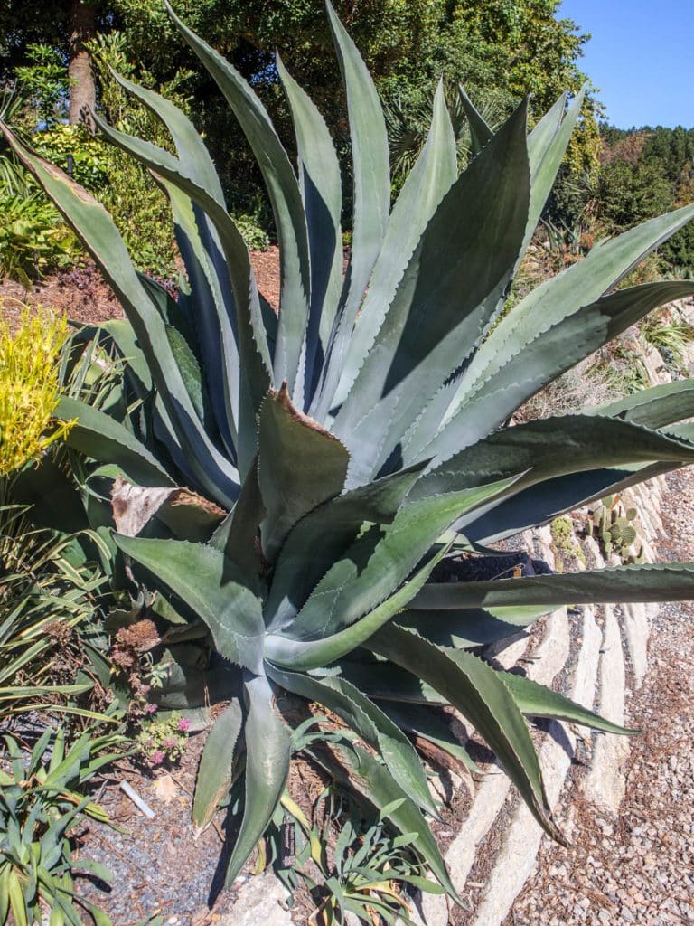 agave growing out of a crevice