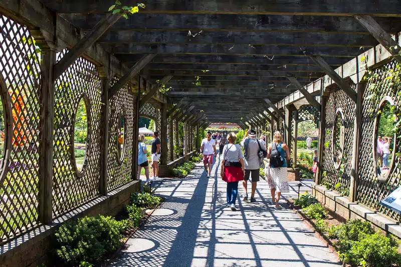 people walking under walkway covered in vines in biltmore gardens