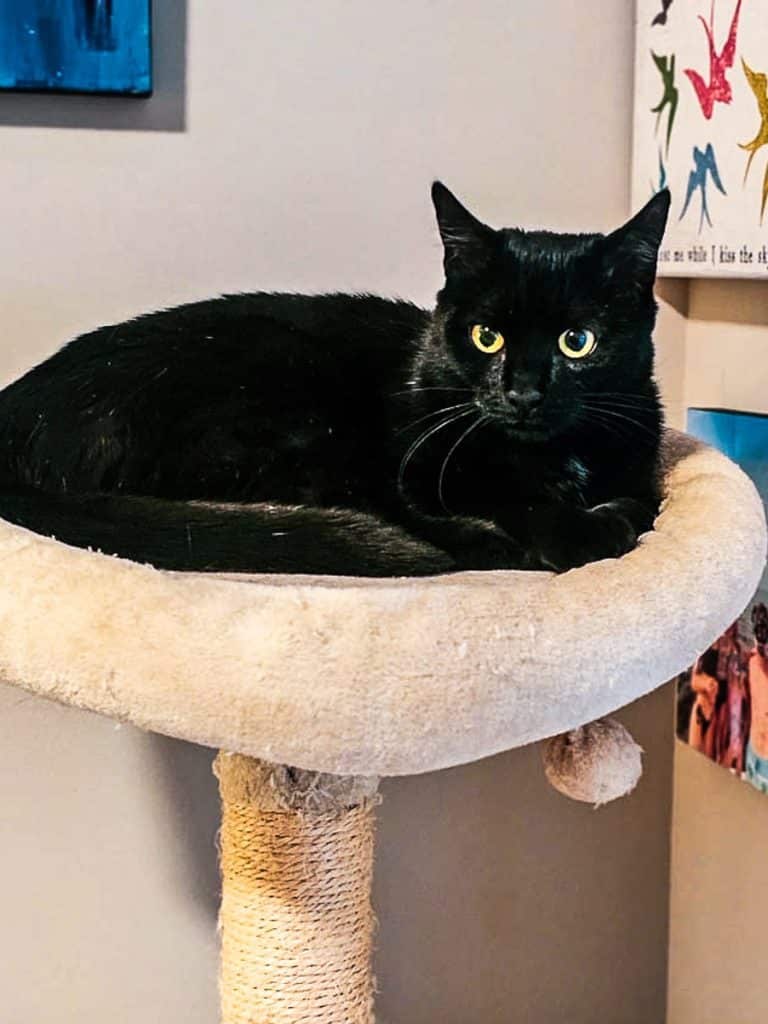 Black cat named Mavis.