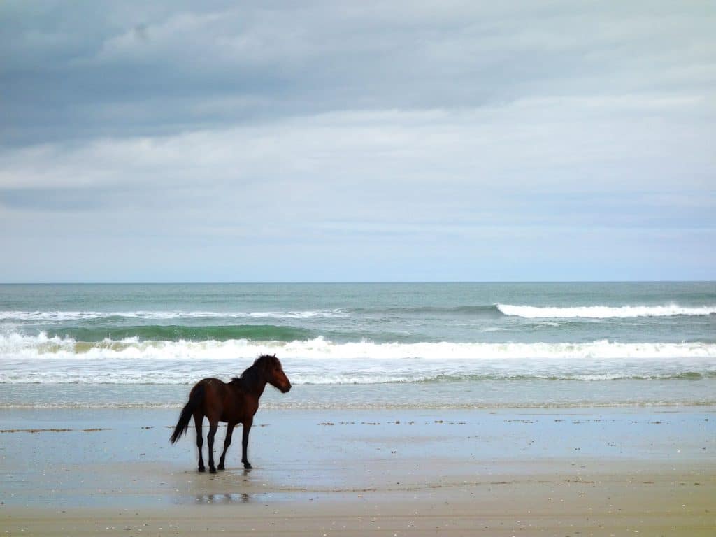 Wild horse on a beach.