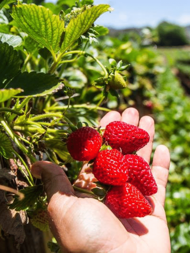 15 STRAWBERRY PICKING FARMS NEAR RALEIGH (WAKE COUNTY & BEYOND) STORY