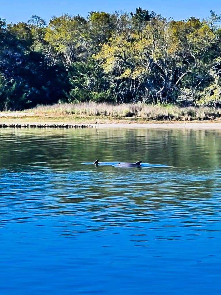 A creek with dolphins swimming.