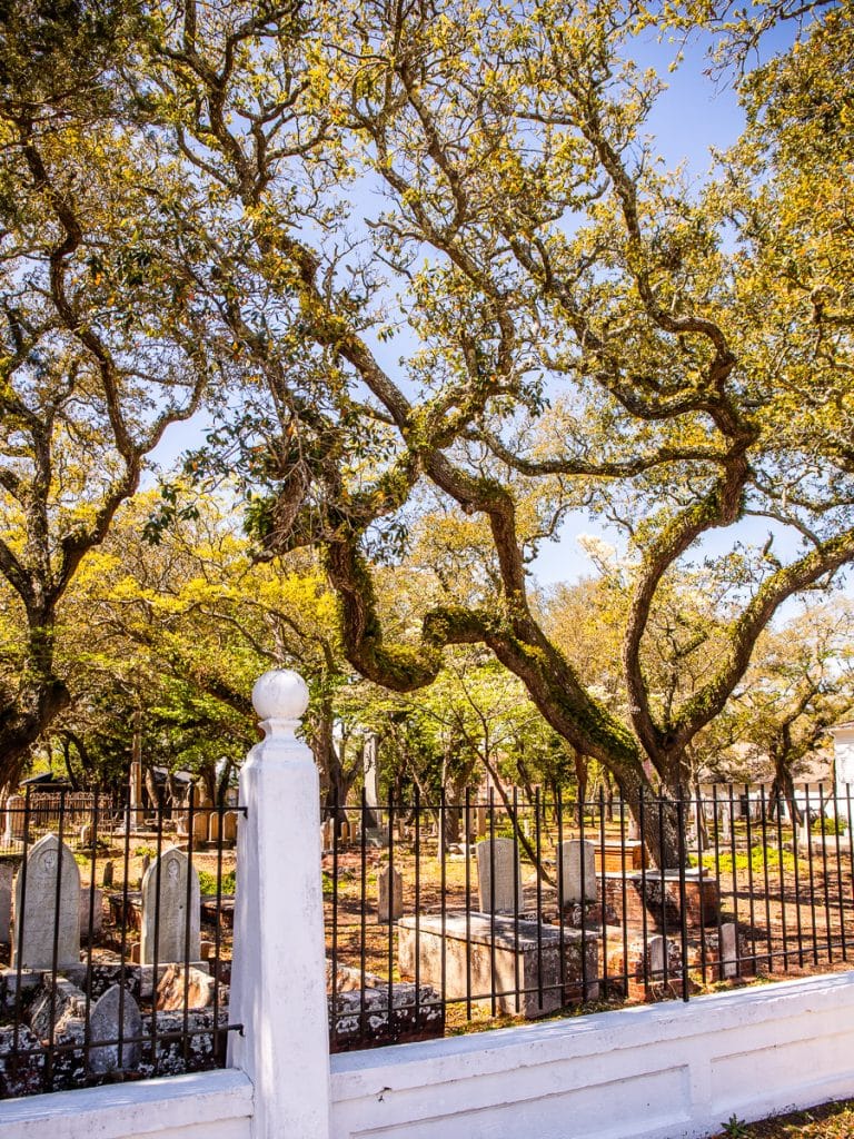 Oak trees and a white fence in a cemetery.