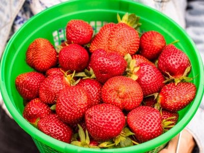 Green bucket filled with strawberries.