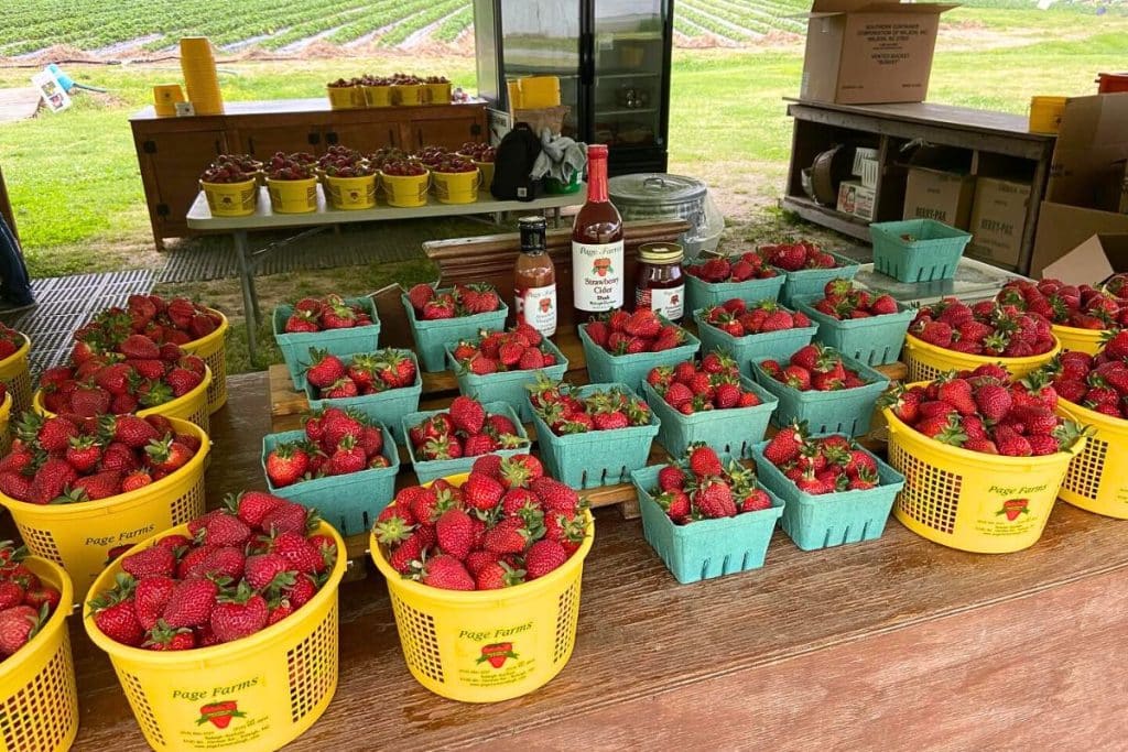 Buckets of strawberries.