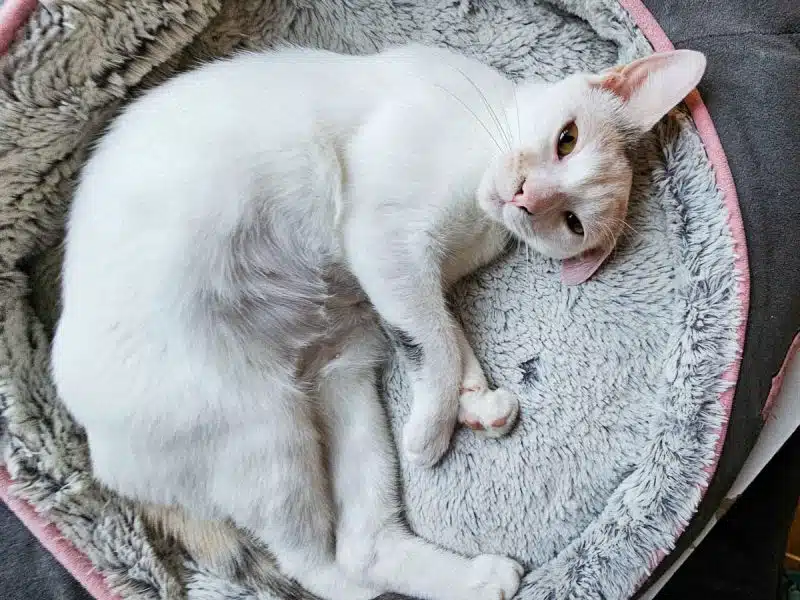 white cat lying in cat bed