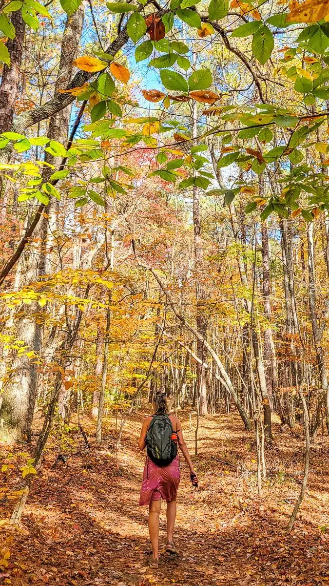 Tree Top Walk Raleigh 24 Hours In Raleigh: What To Do For 1st Timers!