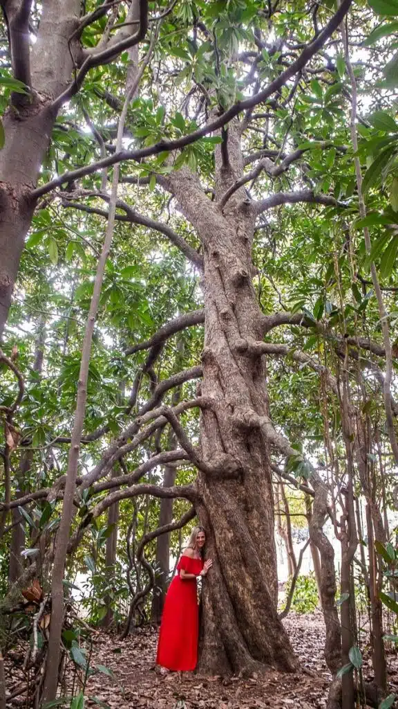 lady beside magnolia tree