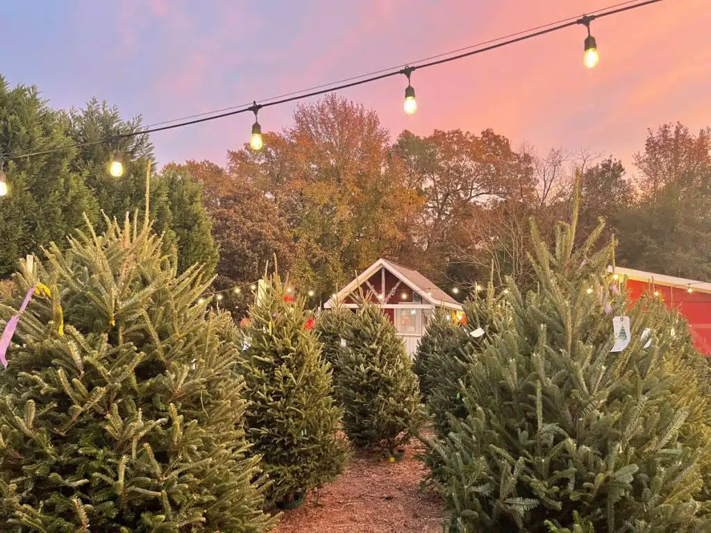 christmas trees at Neighbor Boy Farm