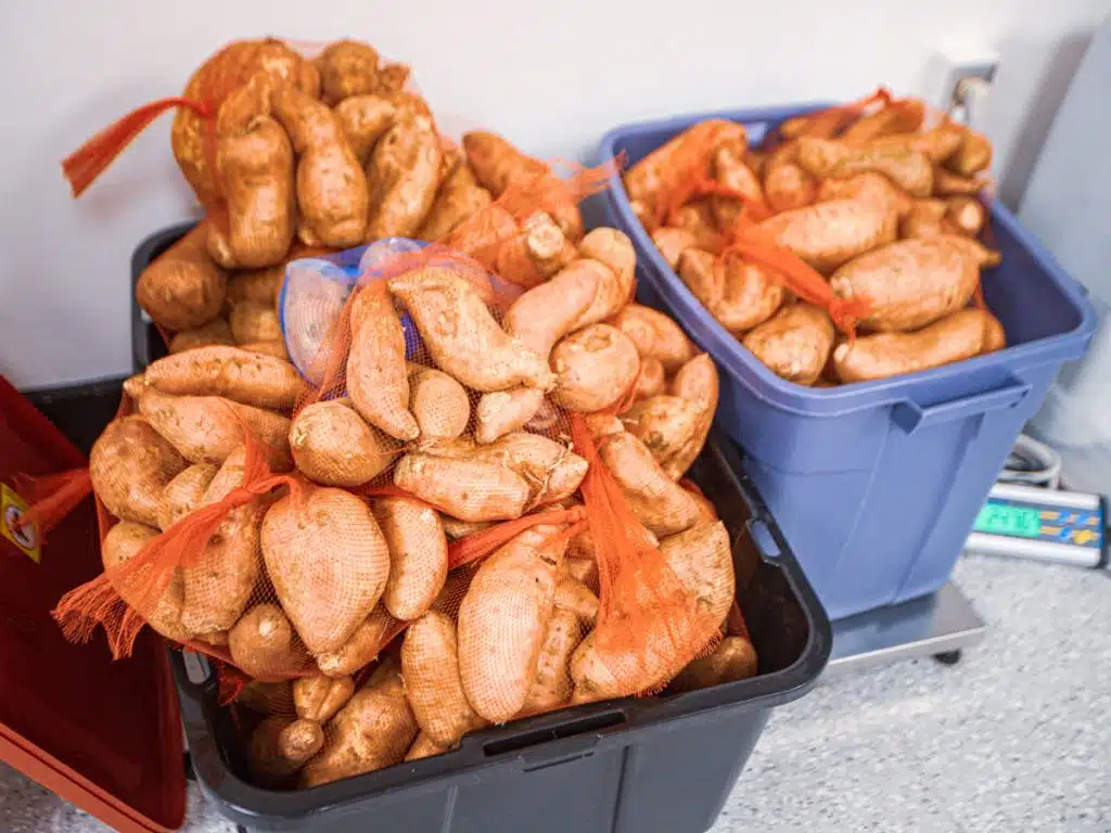 tubs filled with sweet potato