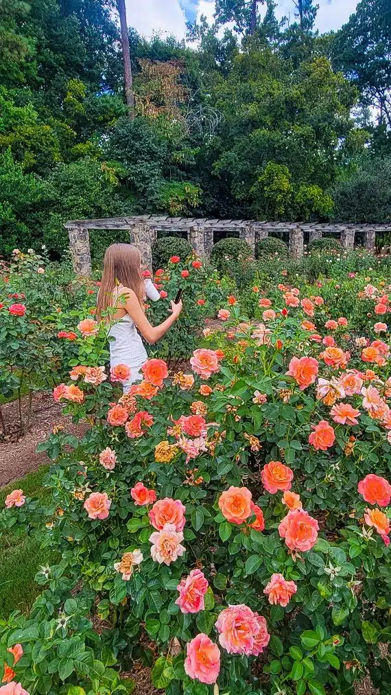 Young girl taking photos of a garden of roses